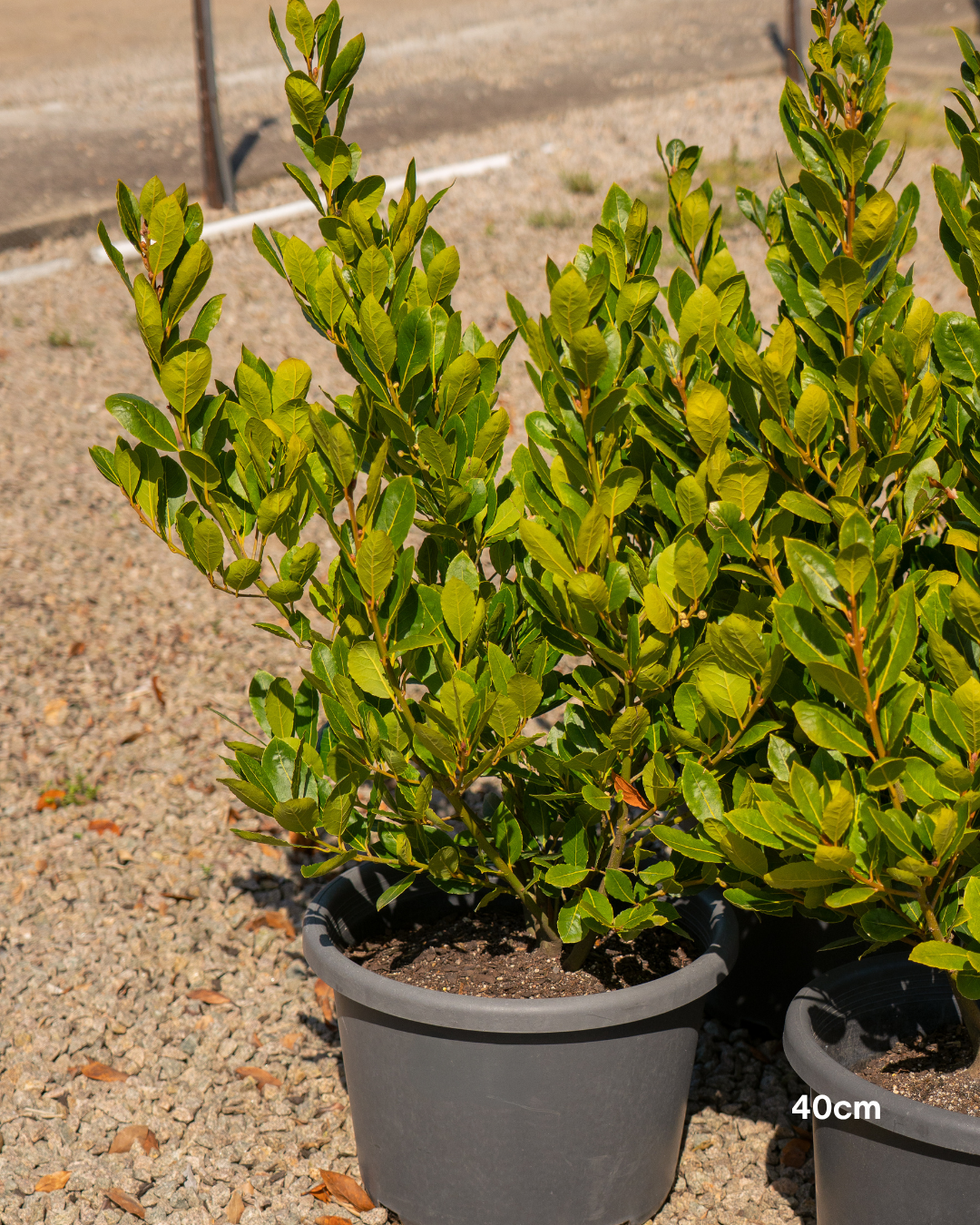 Laurus nobilis 'Baby Bay'