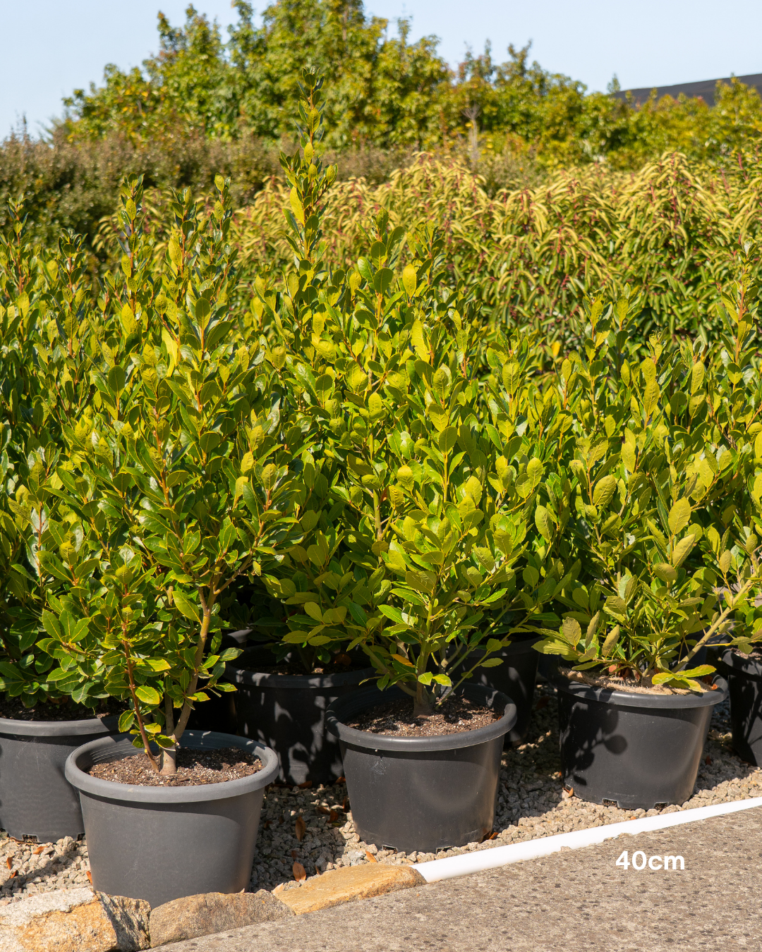 Laurus nobilis 'Baby Bay'