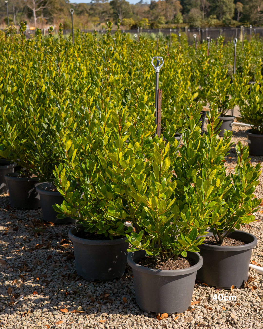 Laurus nobilis 'Baby Bay'