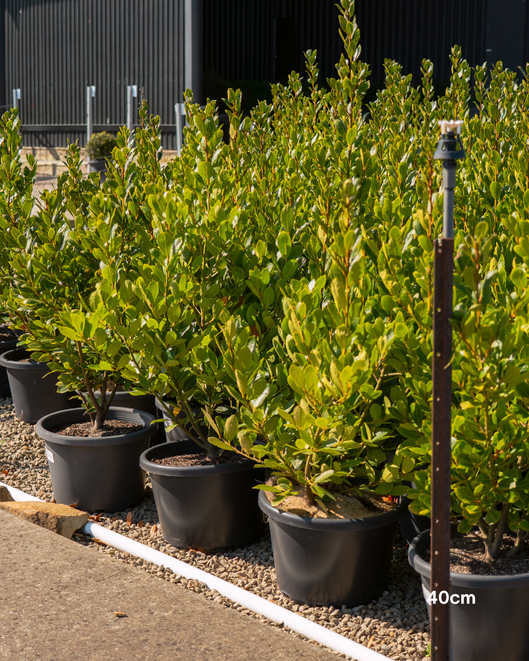 Laurus nobilis 'Baby Bay'