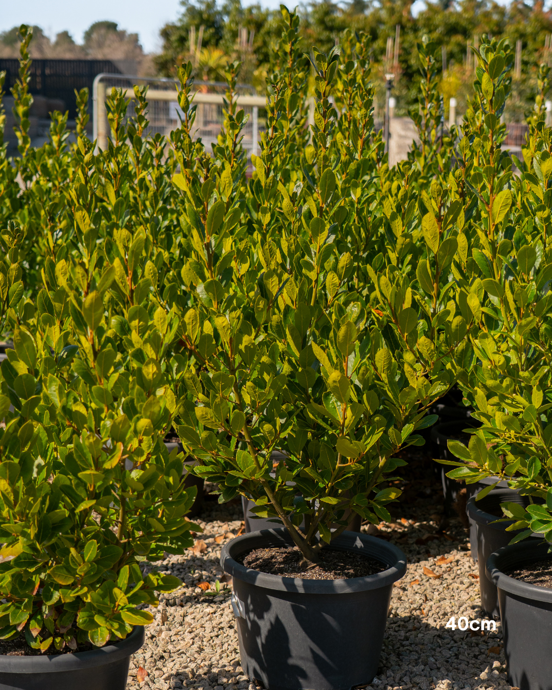 Laurus nobilis 'Baby Bay'