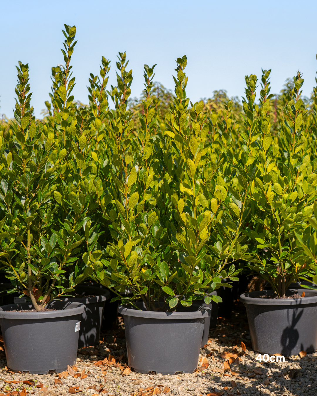 Laurus nobilis 'Baby Bay'