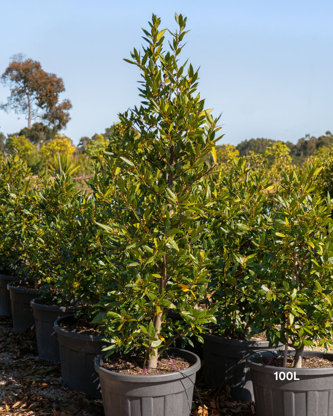 Laurus nobilis Bay Tree