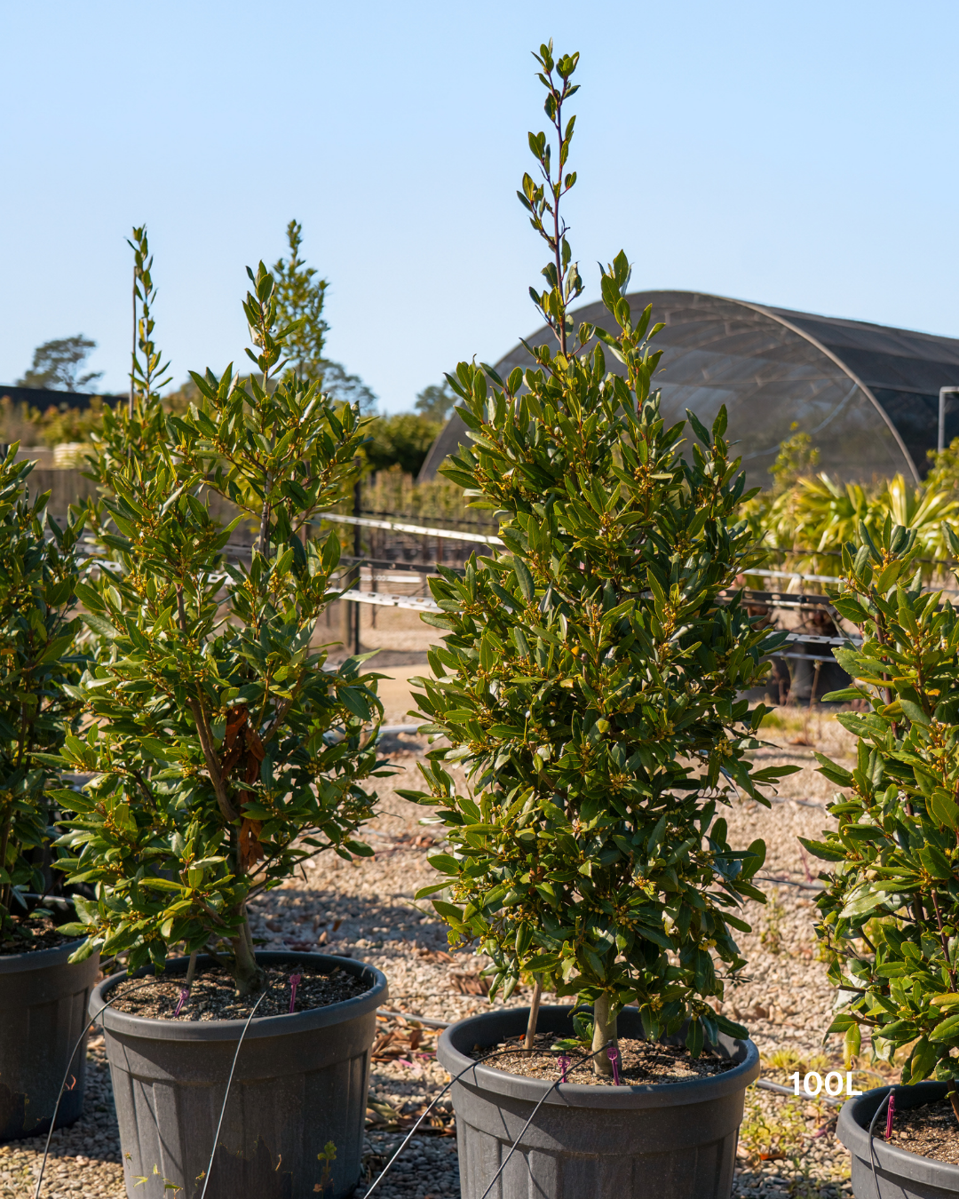 Laurus nobilis Bay Tree