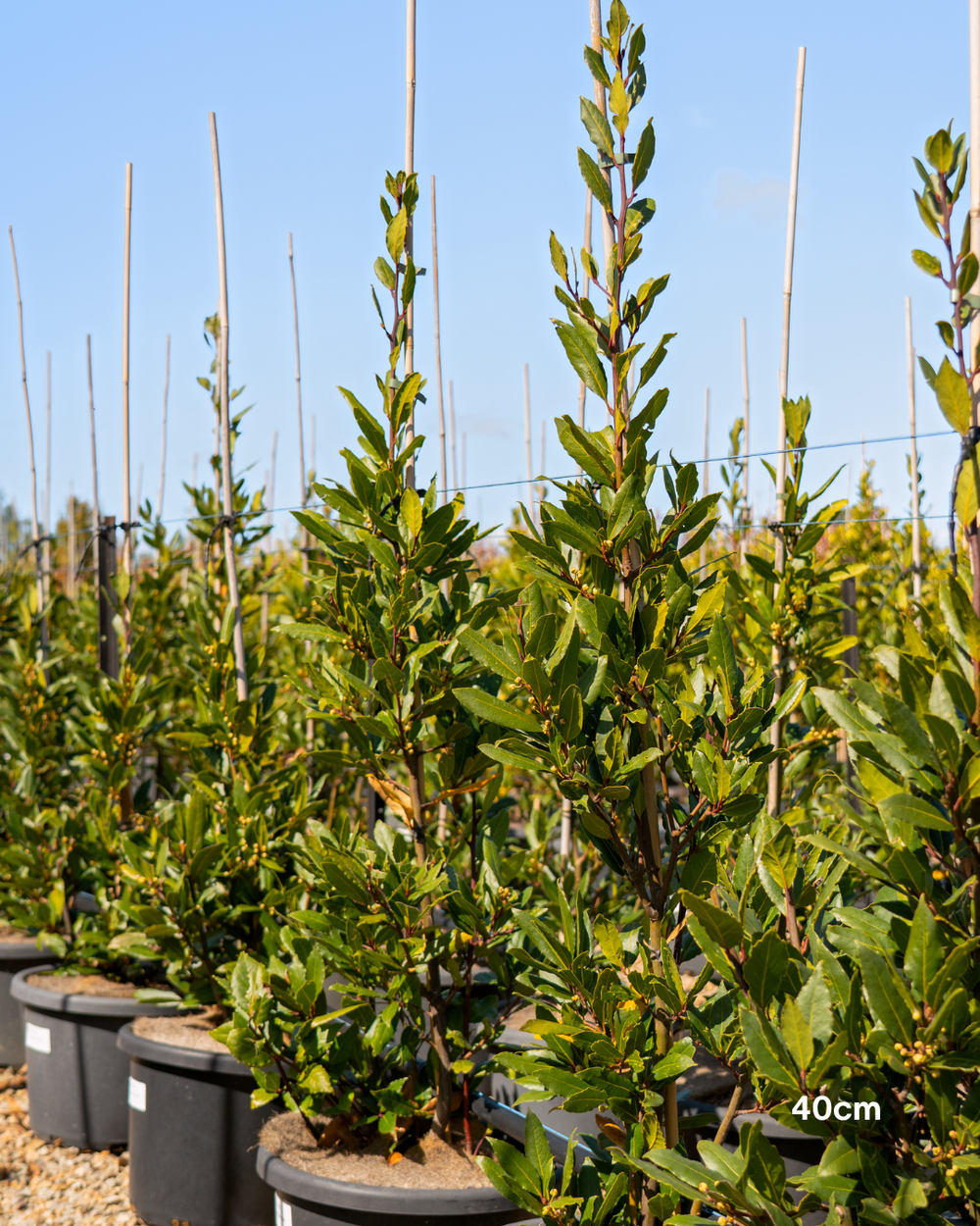 Laurus nobilis Bay Tree