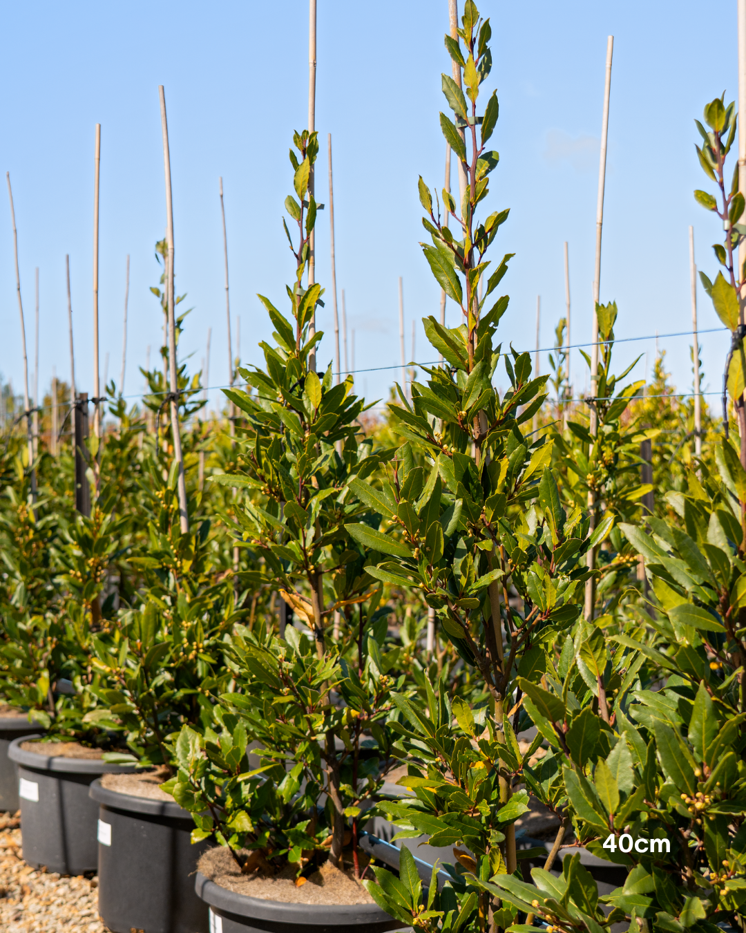 Laurus nobilis Bay Tree - Hedging Form