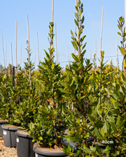 Laurus nobilis Bay Tree