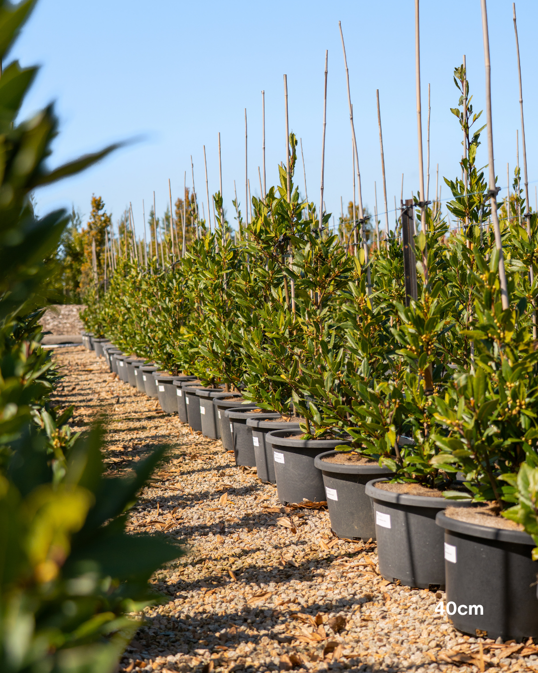 Laurus nobilis Bay Tree