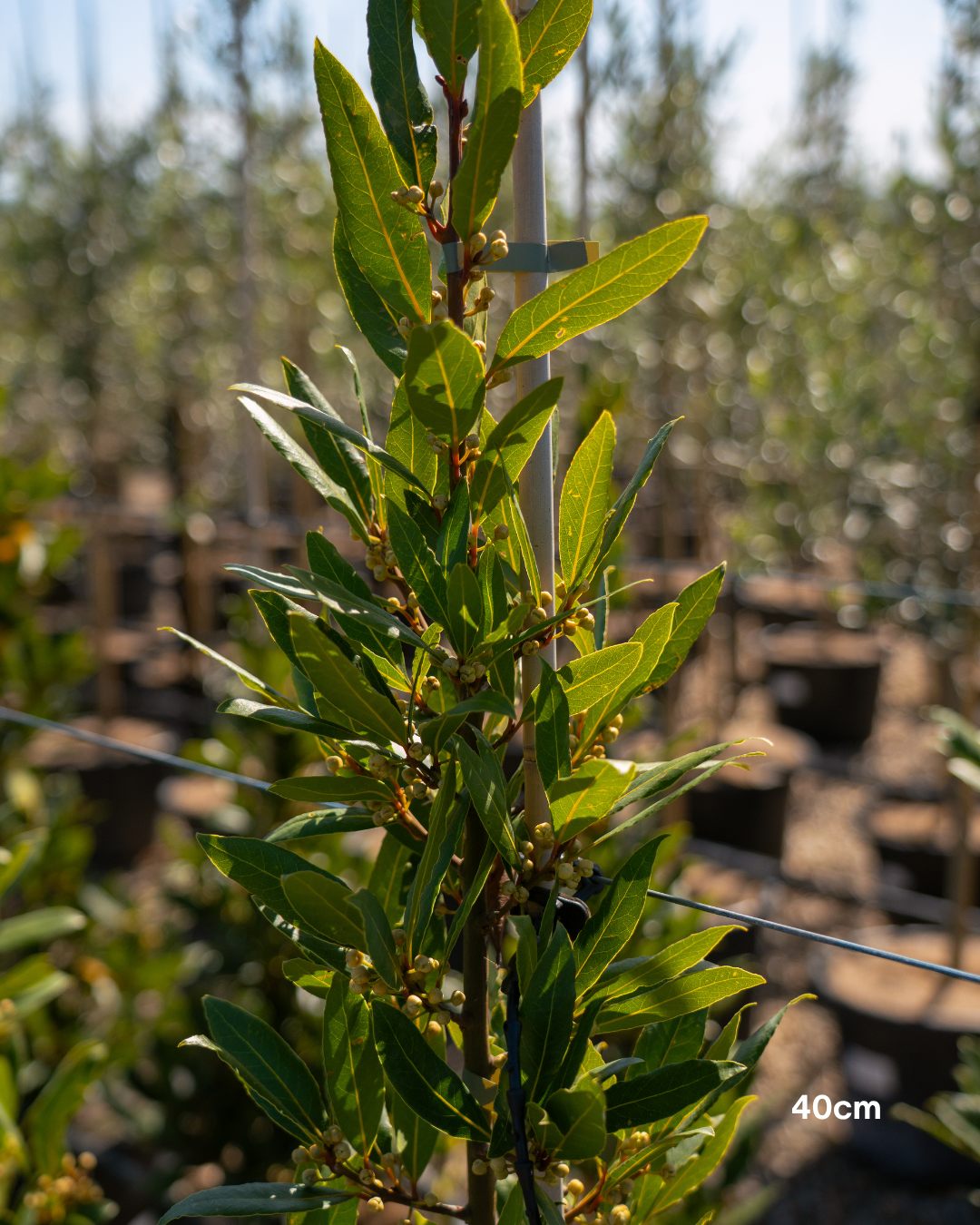 Laurus nobilis Bay Tree
