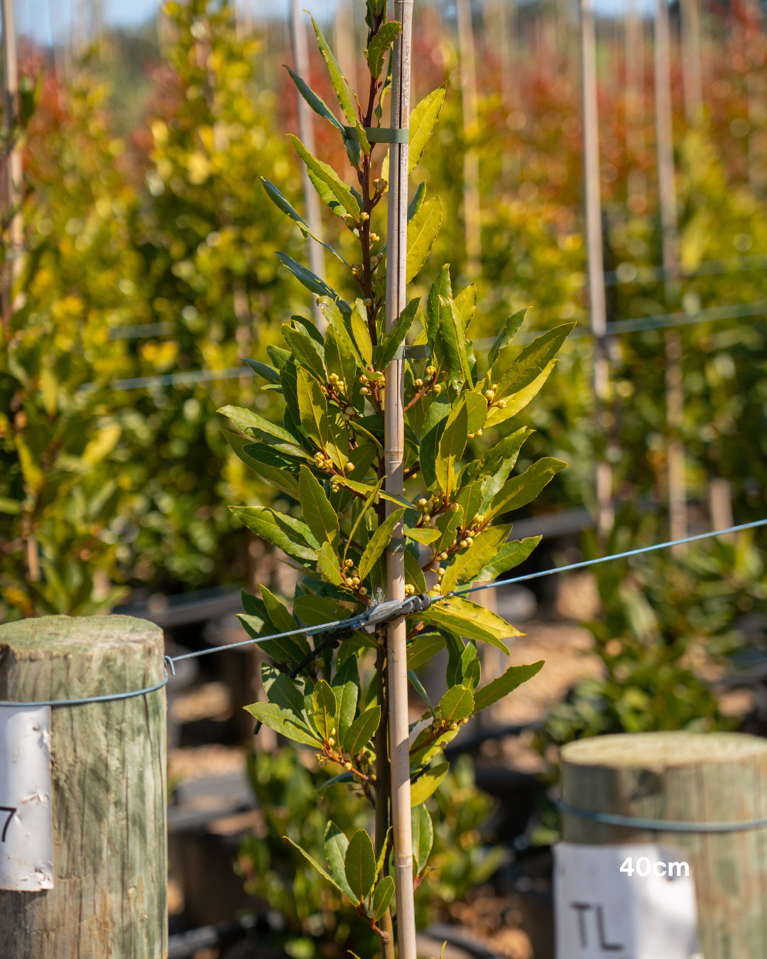 Laurus nobilis Bay Tree