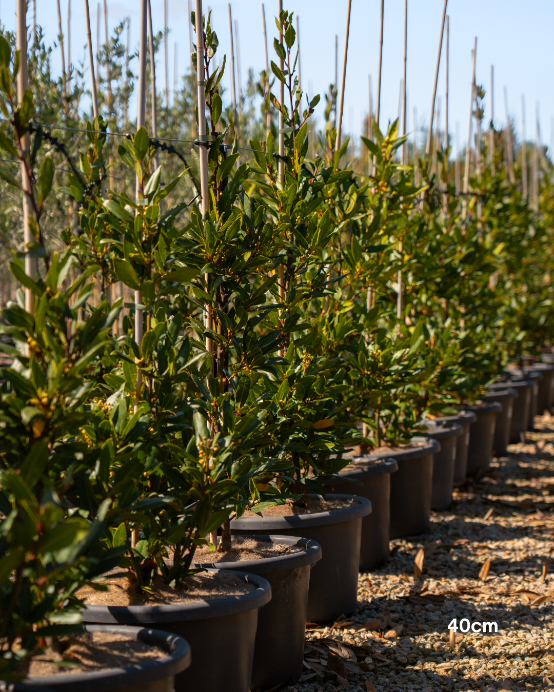 Laurus nobilis Bay Tree