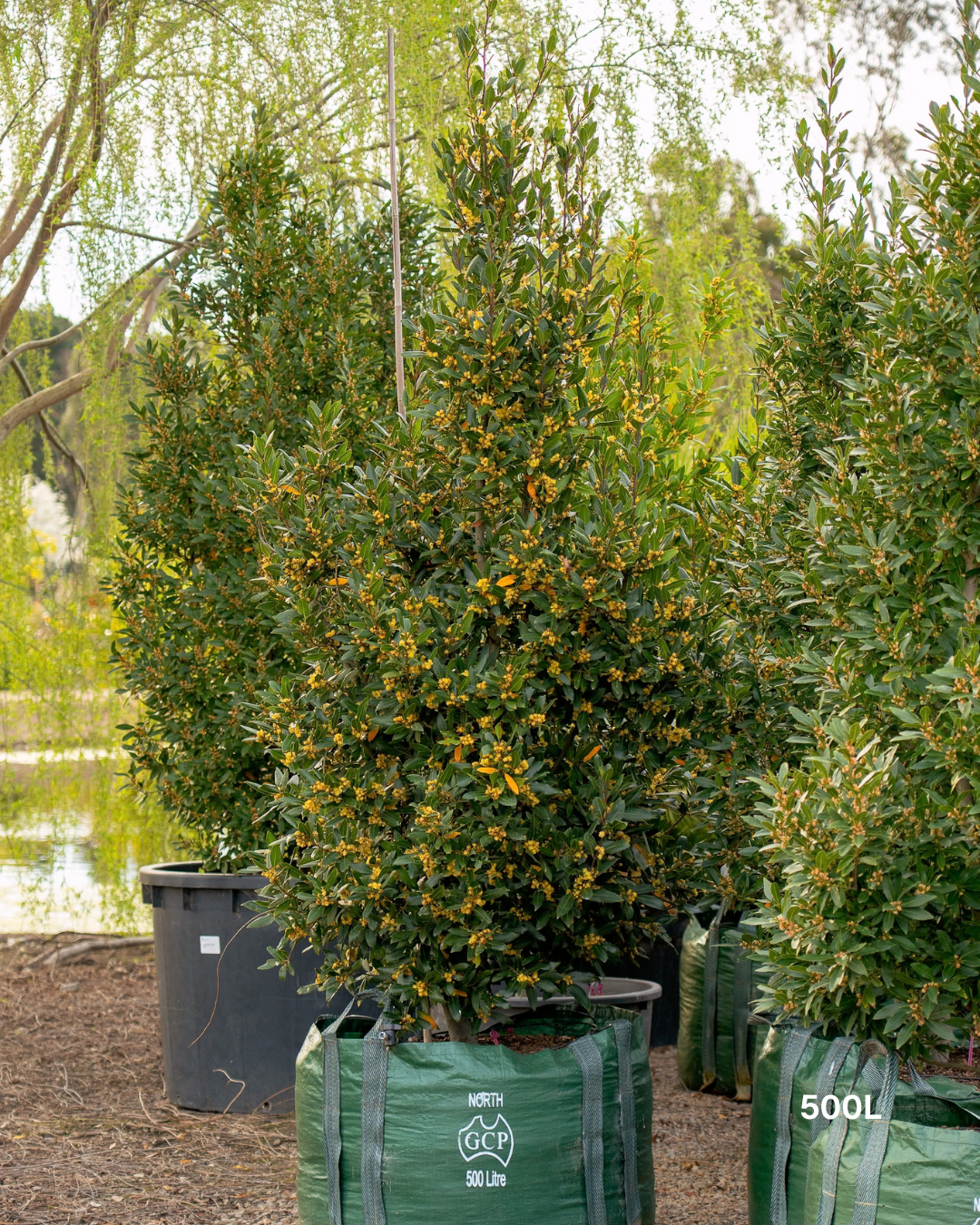 Laurus nobilis Bay Tree