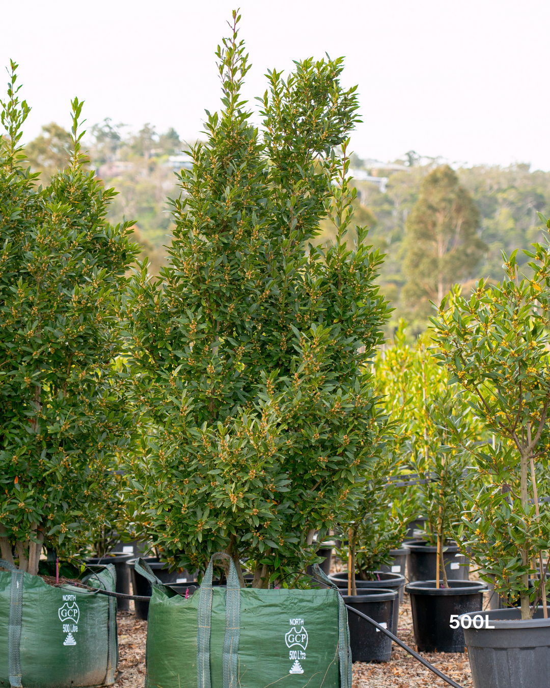 Laurus nobilis Bay Tree