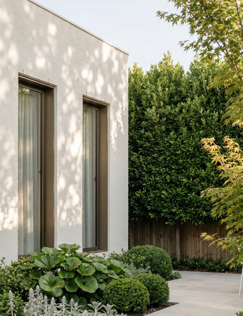 Laurus nobilis 'Miles Choice' - Bay Tree - Evergreen Trees Direct