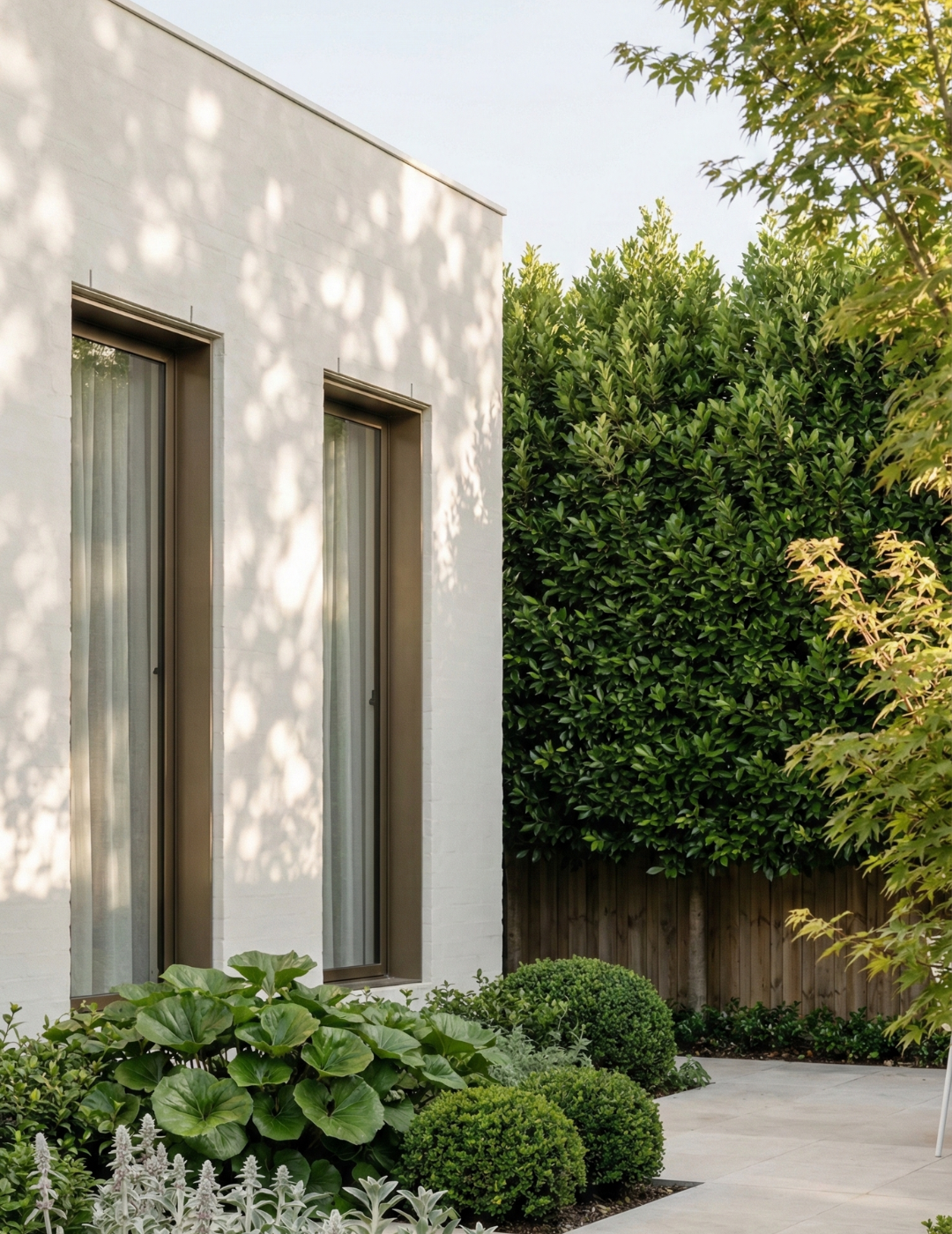 Laurus nobilis 'Miles Choice' - Bay Tree