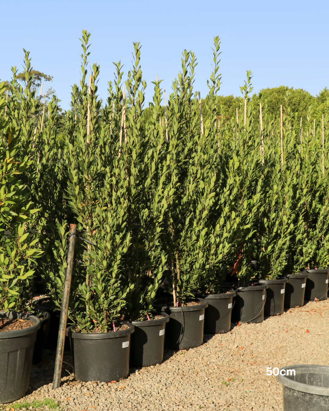 Laurus nobilis 'Miles Choice' Bay Tree