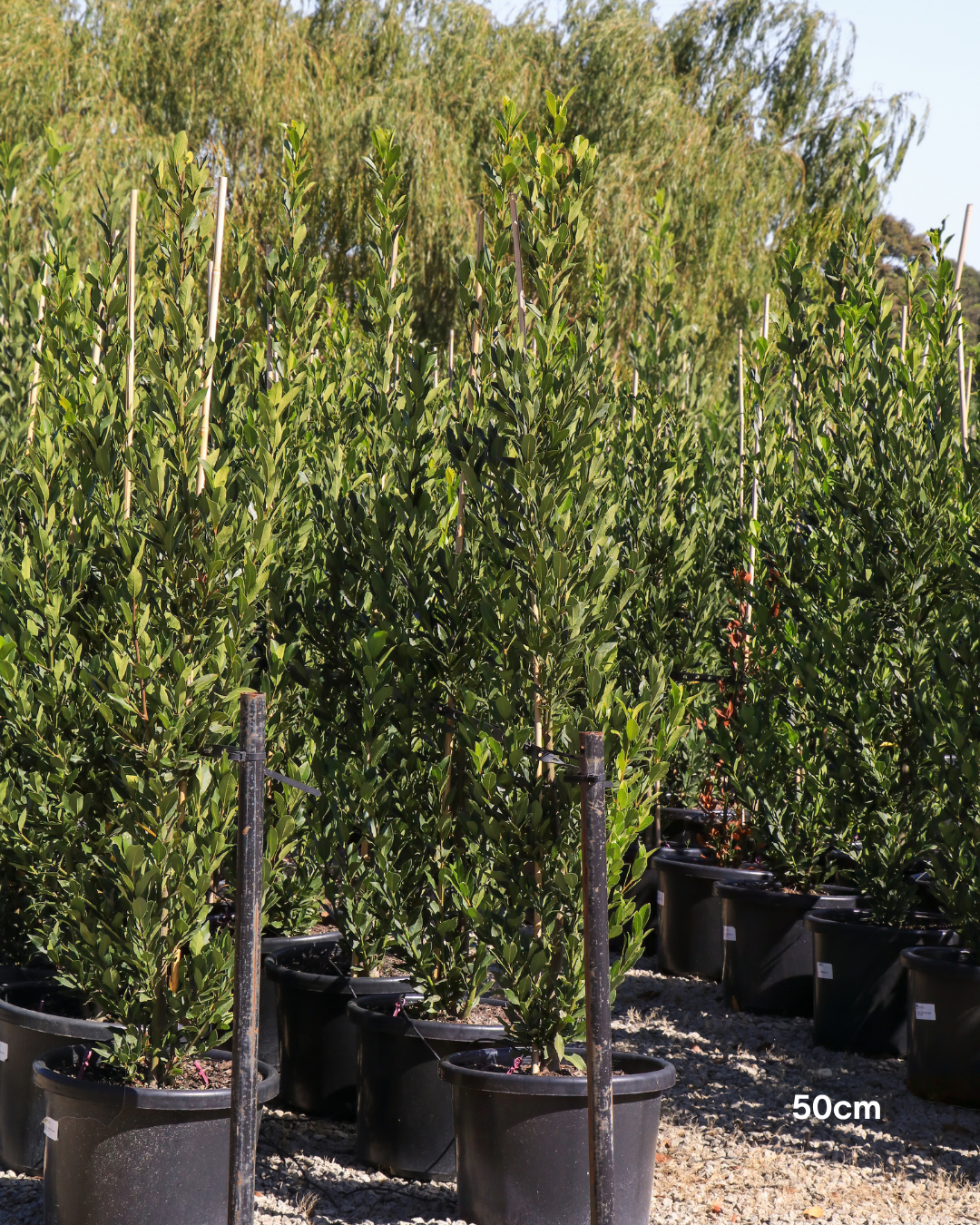 Laurus nobilis 'Miles Choice' Bay Tree