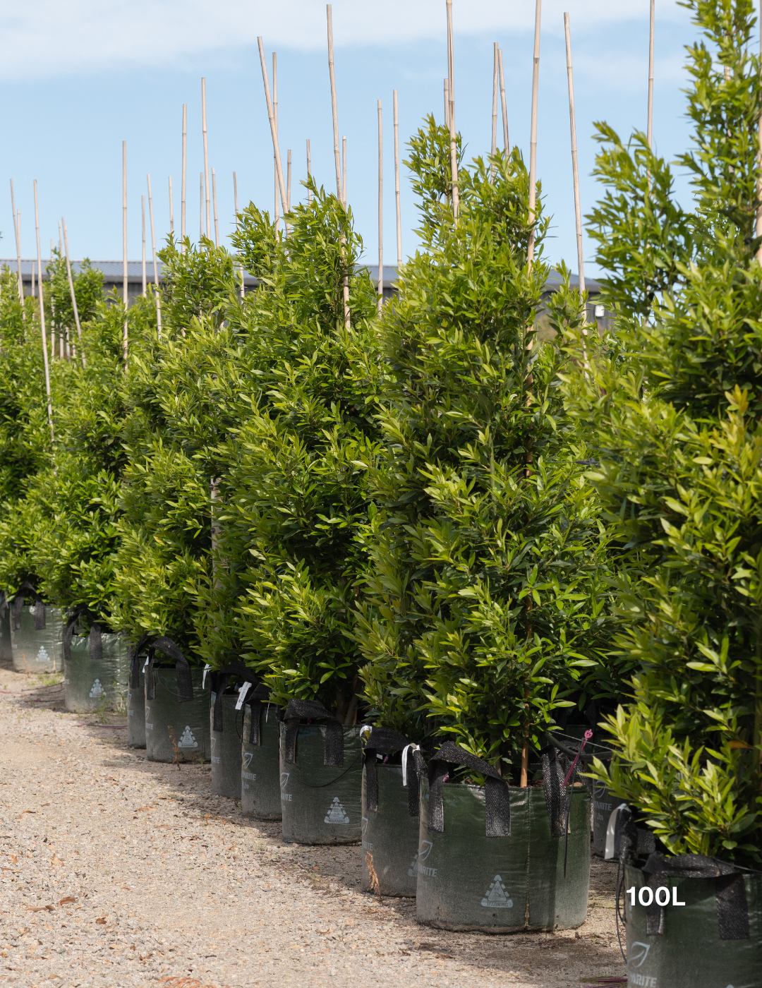 Laurus nobilis 'Miles Choice' - Bay Tree - Evergreen Trees Direct