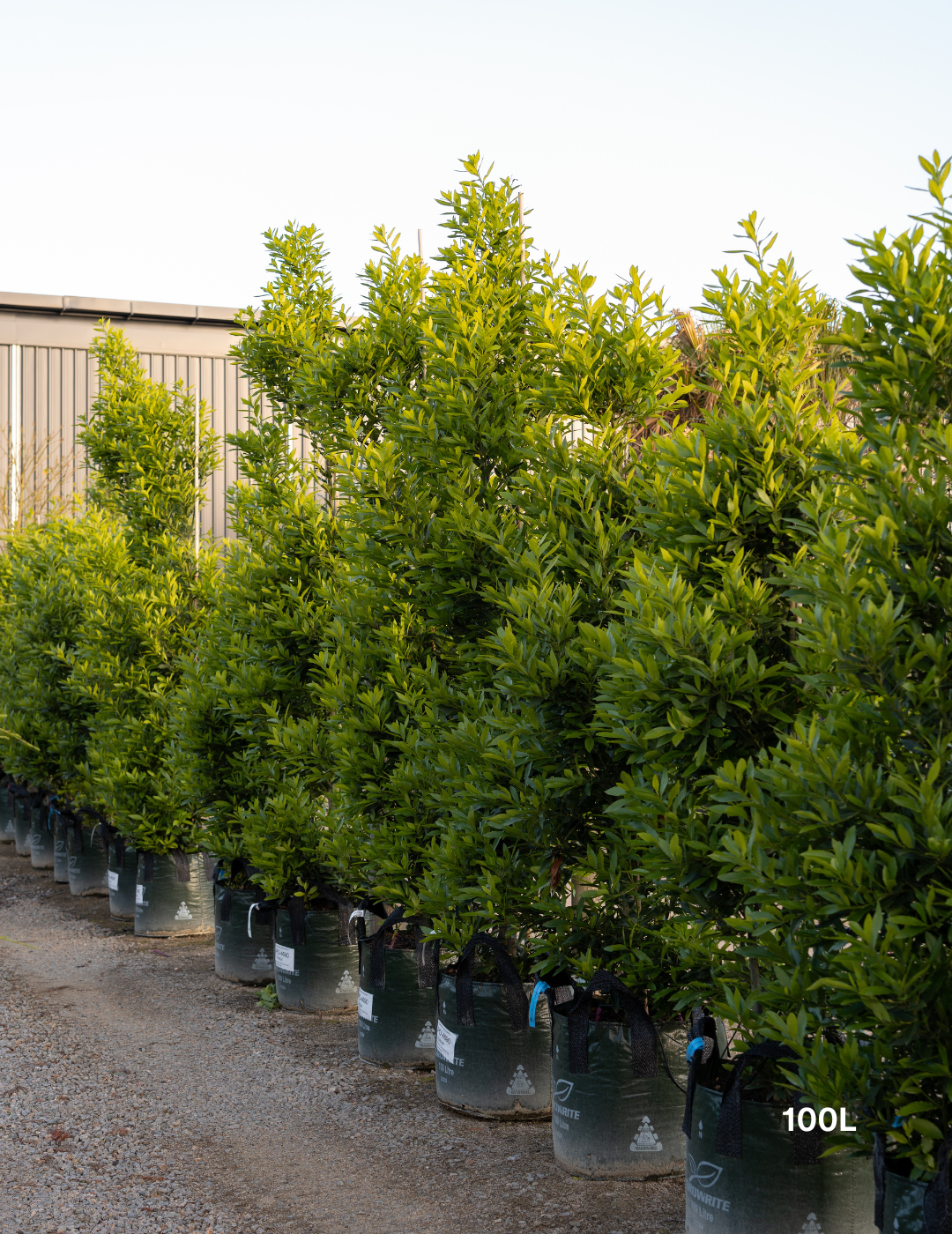Laurus nobilis 'Miles Choice' - Bay Tree - Evergreen Trees Direct