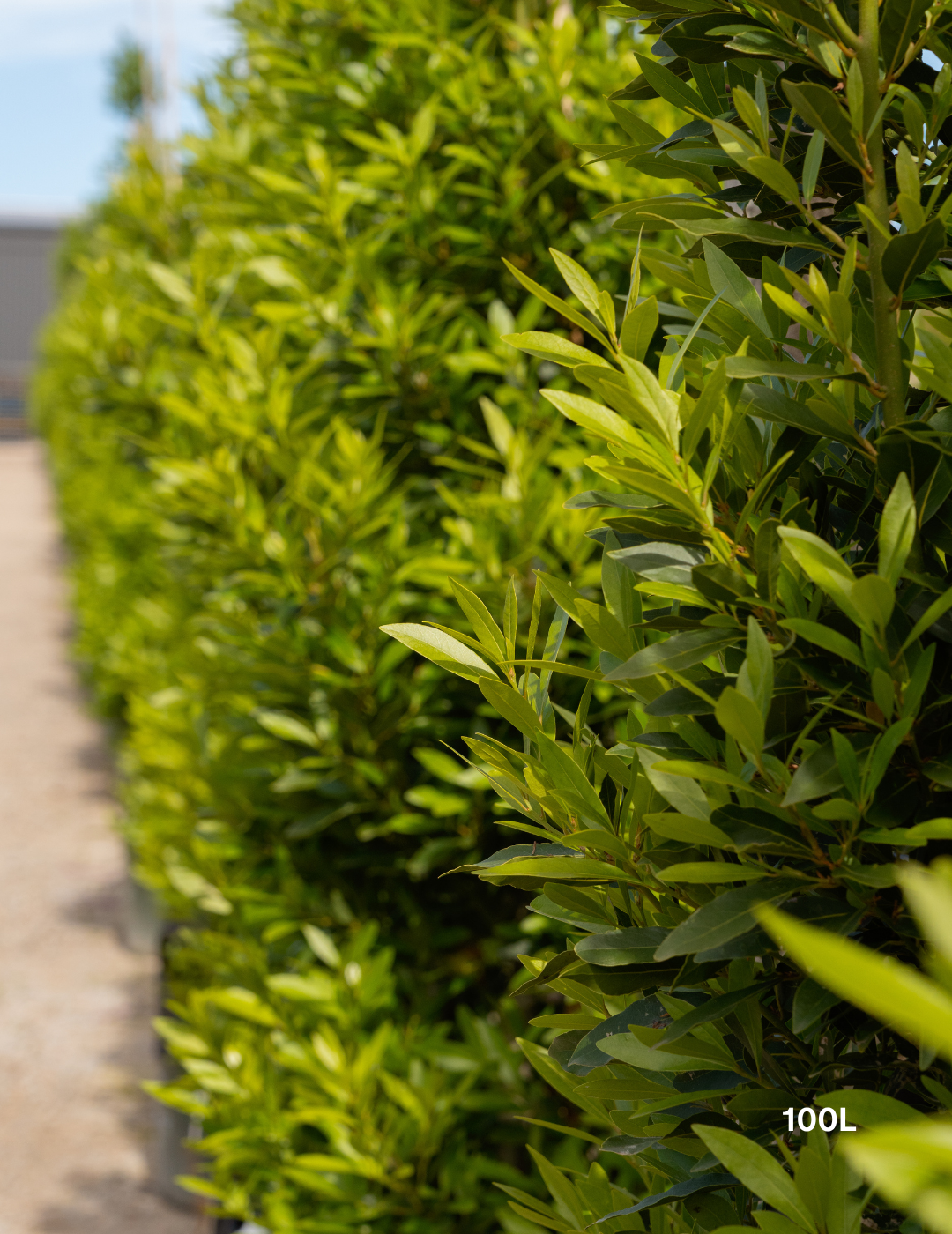 Laurus nobilis 'Miles Choice' - Bay Tree - Evergreen Trees Direct