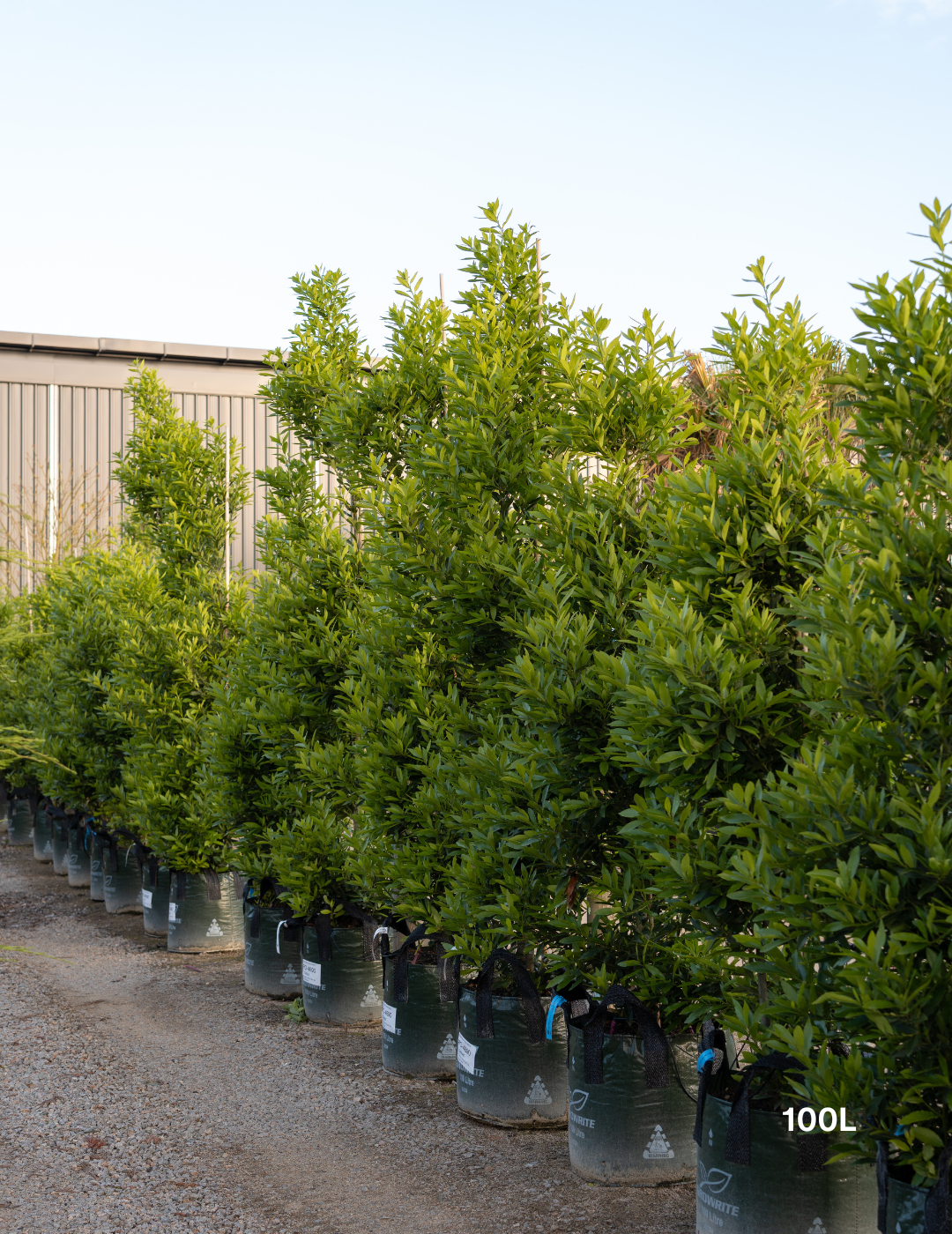 Laurus nobilis 'Miles Choice' - Bay Tree - Evergreen Trees Direct