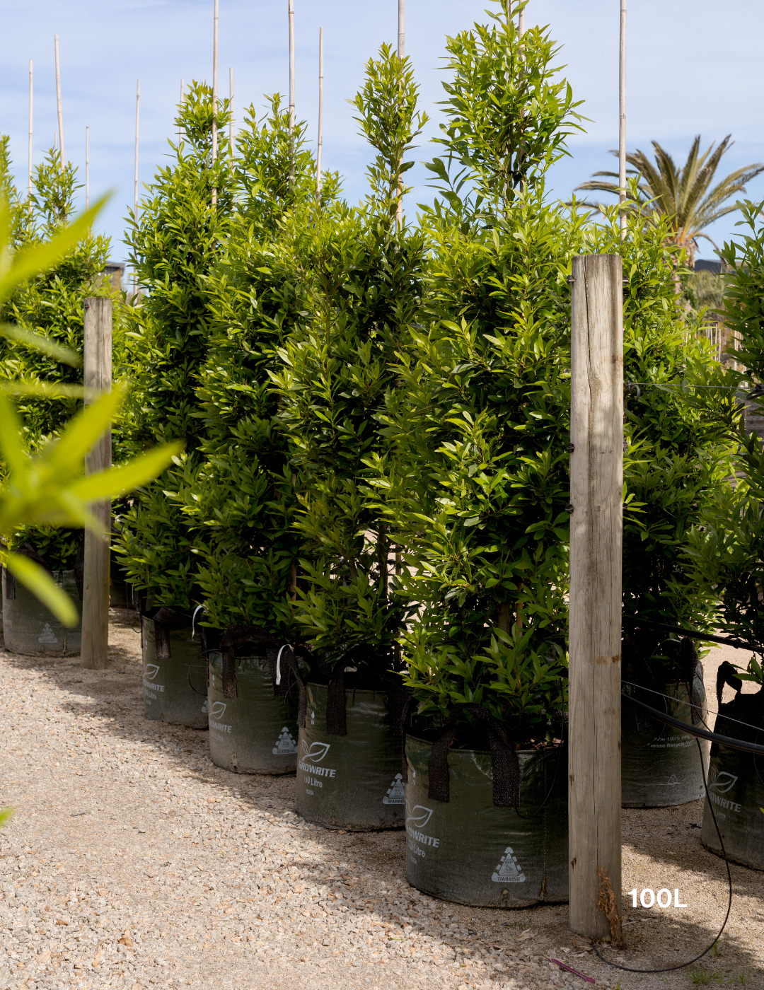 Laurus nobilis 'Miles Choice' - Bay Tree - Evergreen Trees Direct