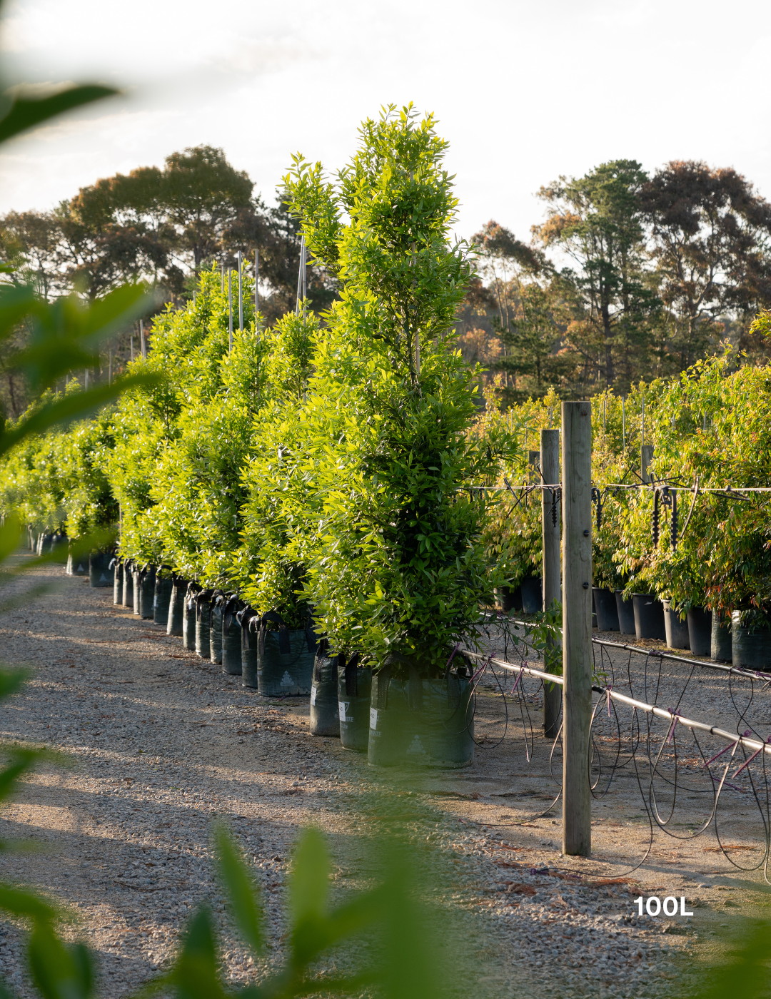 Laurus nobilis 'Miles Choice' - Bay Tree - Evergreen Trees Direct