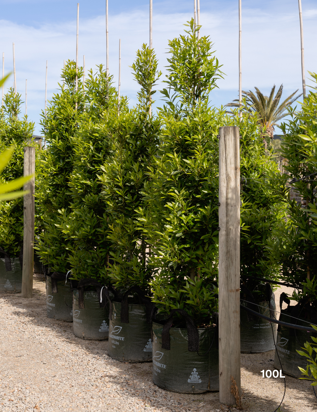 Laurus nobilis 'Miles Choice' - Bay Tree - Evergreen Trees Direct