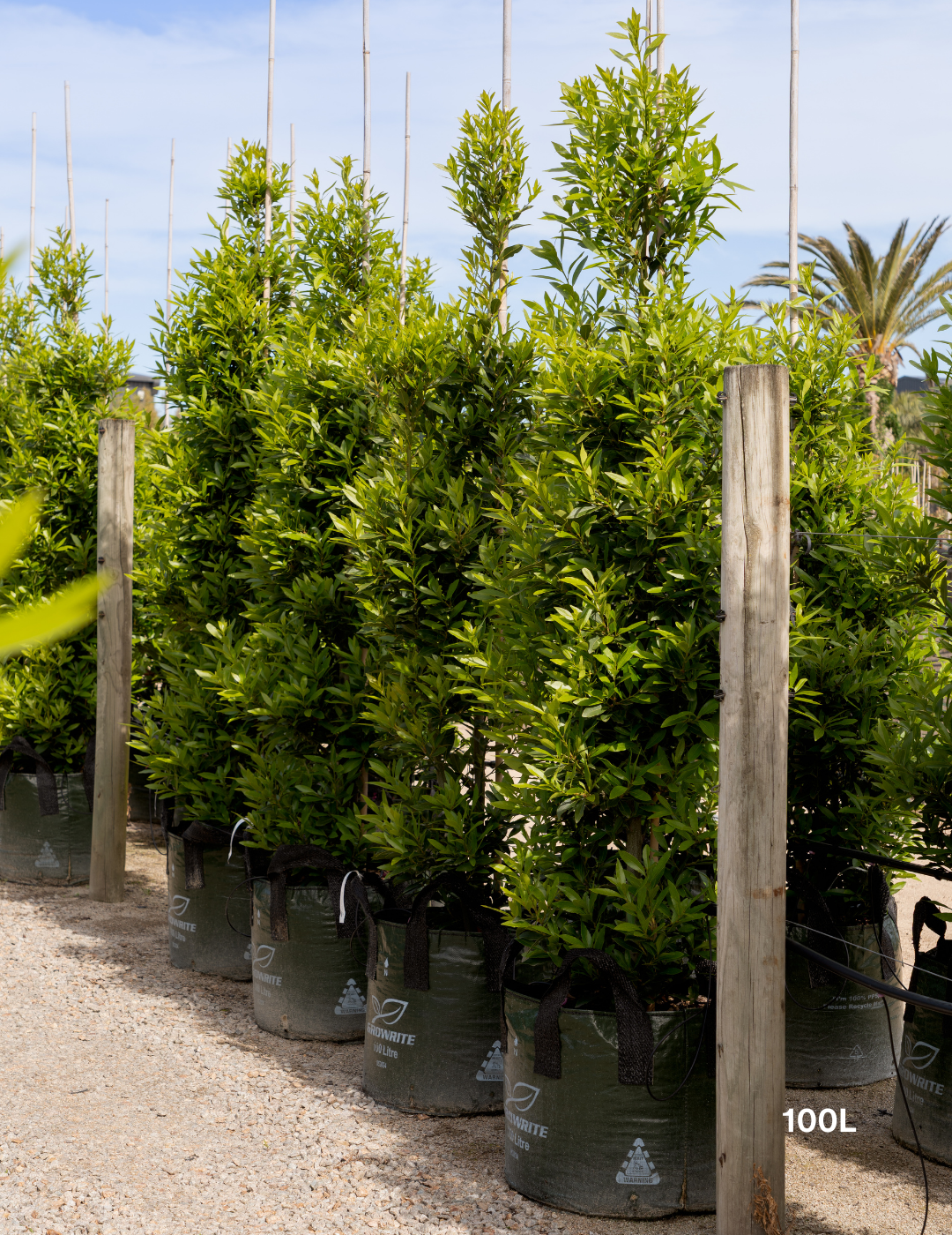 Laurus nobilis 'Miles Choice' - Bay Tree - Evergreen Trees Direct