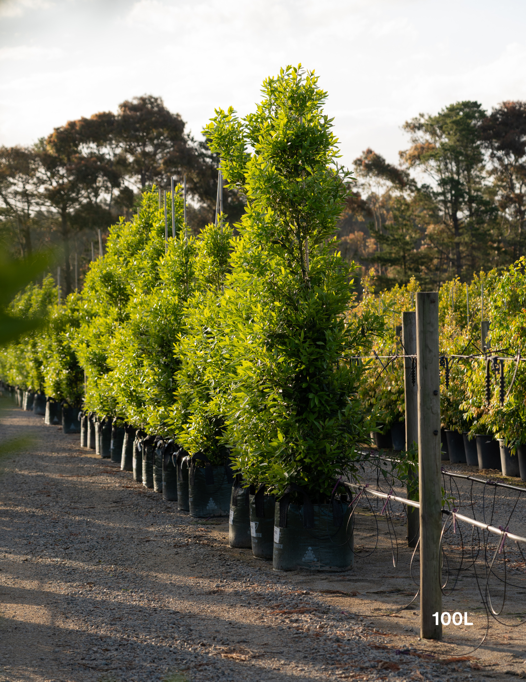 Laurus nobilis 'Miles Choice' - Bay Tree