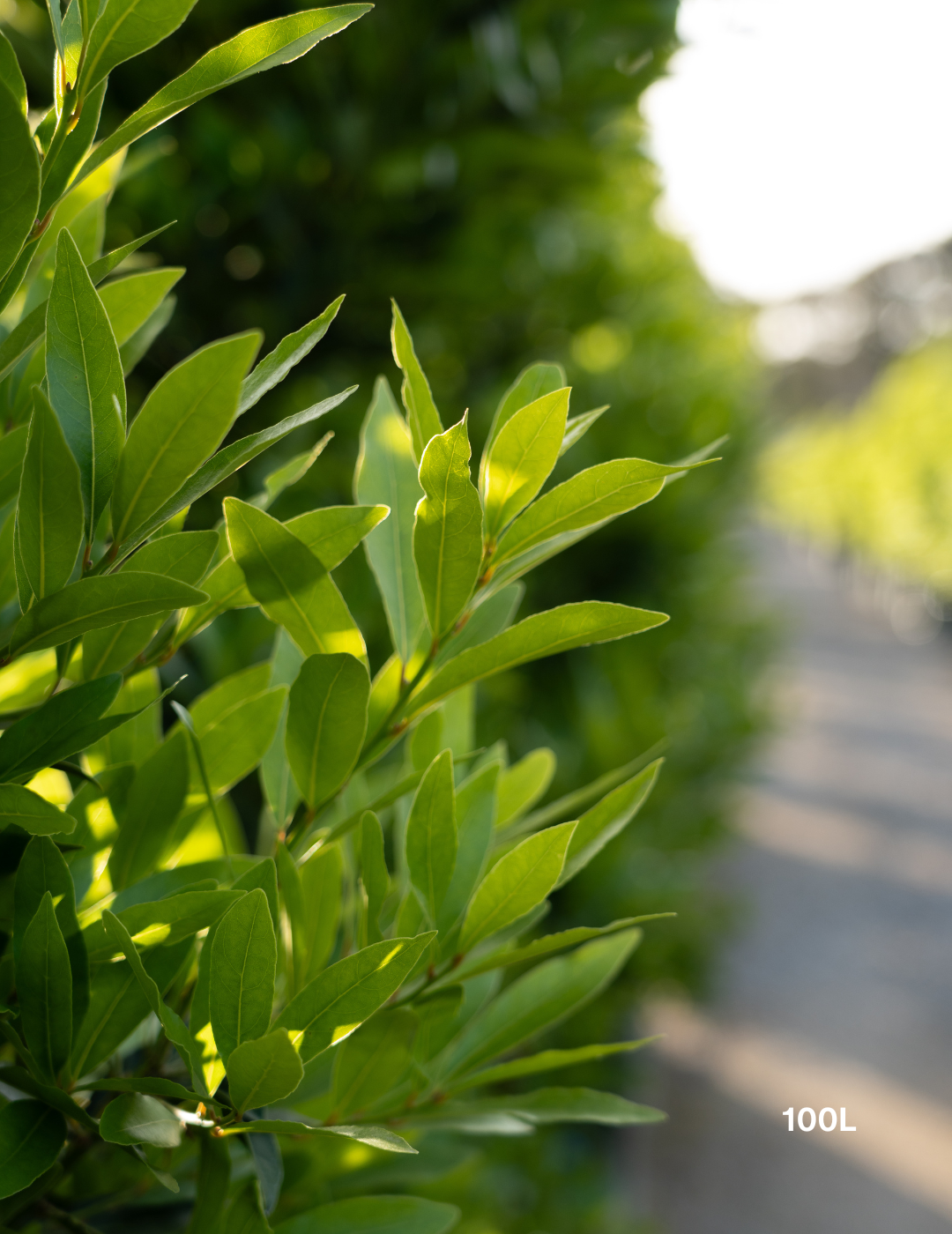 Laurus nobilis 'Miles Choice' - Bay Tree
