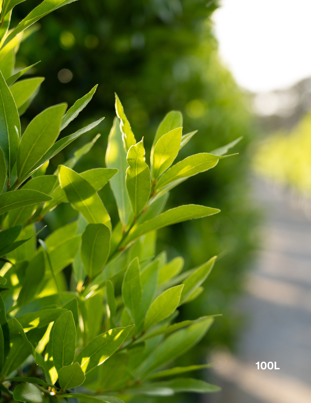 Laurus nobilis 'Miles Choice' - Bay Tree