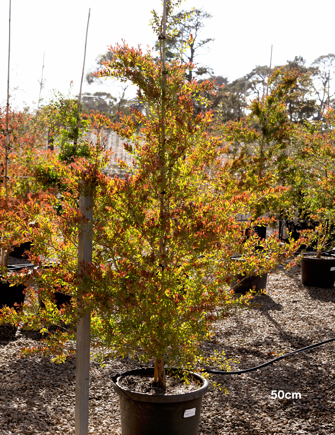 Leptospermum laevigatum - Coastal Tea Tree