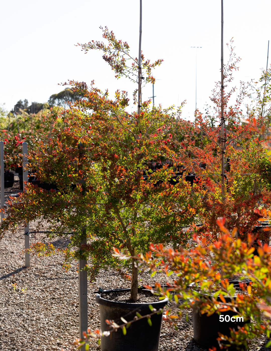 Leptospermum laevigatum - Coastal Tea Tree
