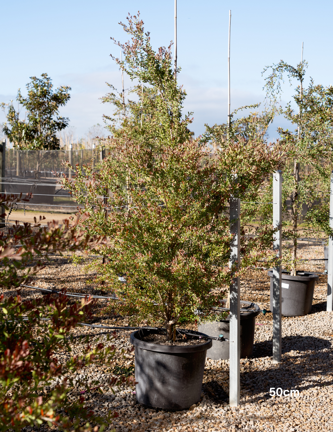 Leptospermum laevigatum - Coastal Tea Tree