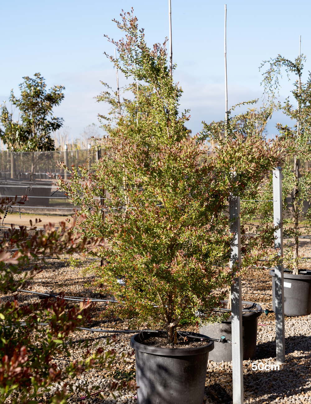 Leptospermum laevigatum - Coastal Tea Tree - Evergreen Trees Direct