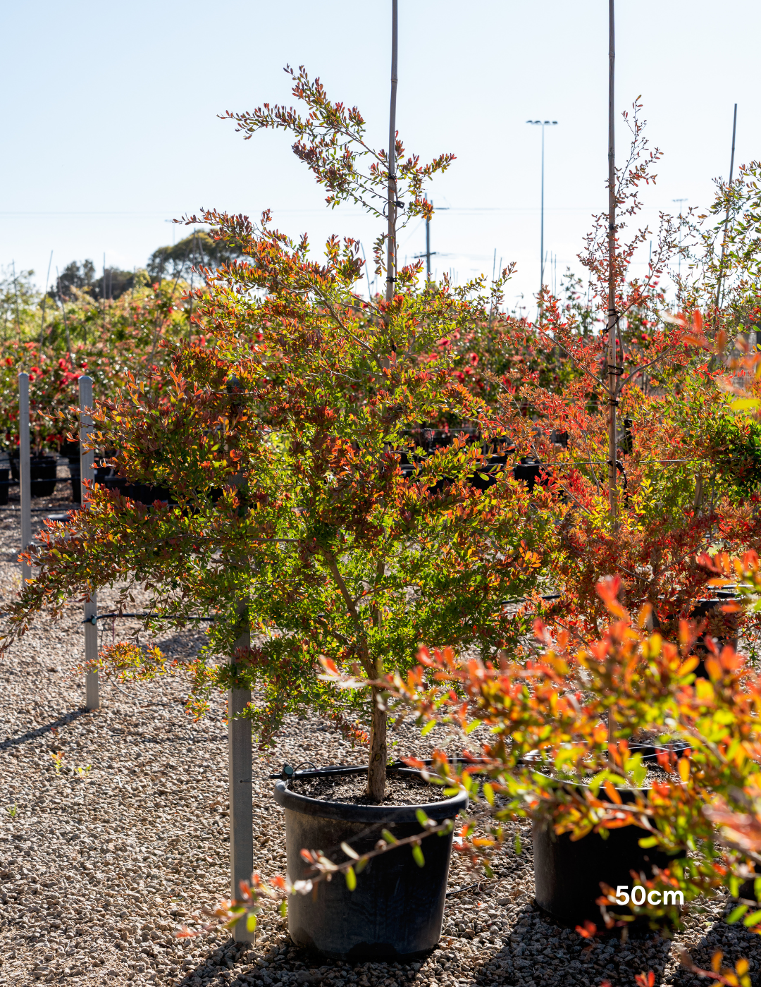 Leptospermum laevigatum - Coastal Tea Tree