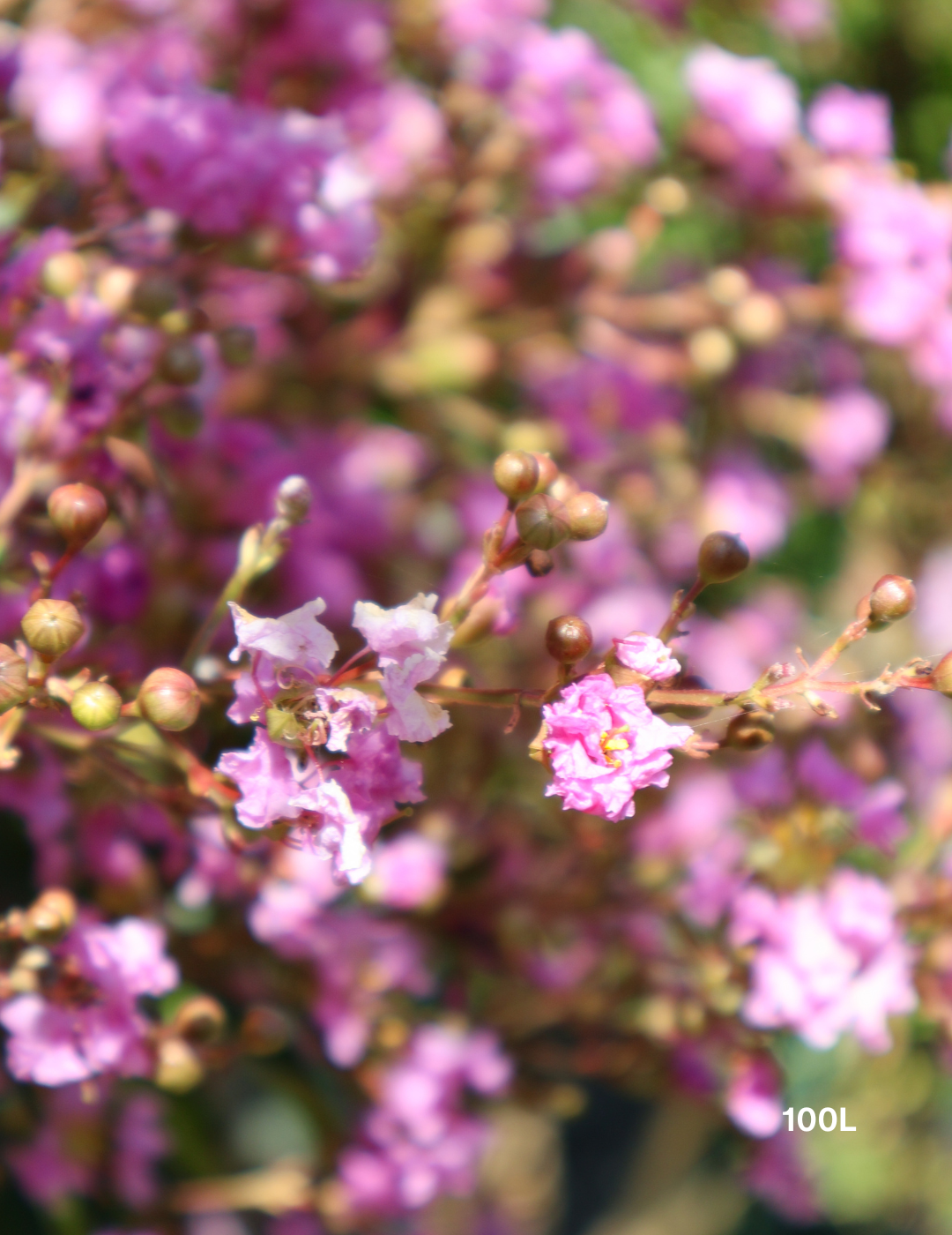 Lagerstroemia indica 'Lipan' (Soft Pink) - Evergreen Trees Direct