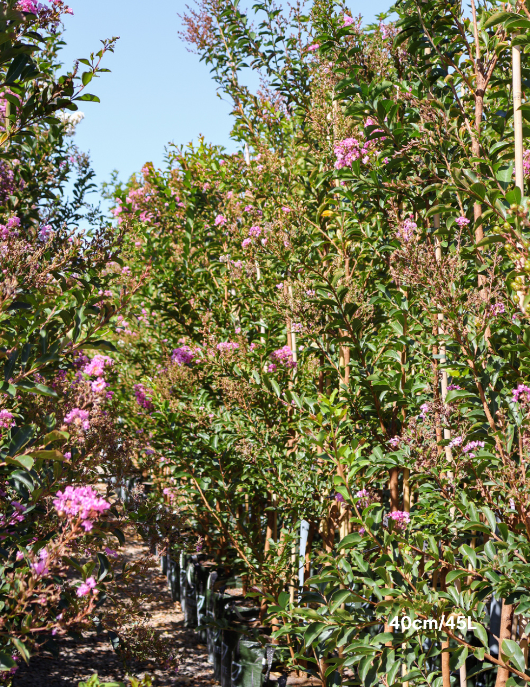 Lagerstroemia indica 'Lipan' (Soft Pink) - Evergreen Trees Direct