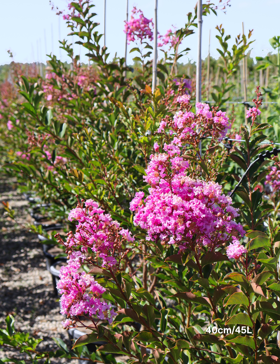 Lagerstroemia indica 'Lipan' (Soft Pink) - Evergreen Trees Direct