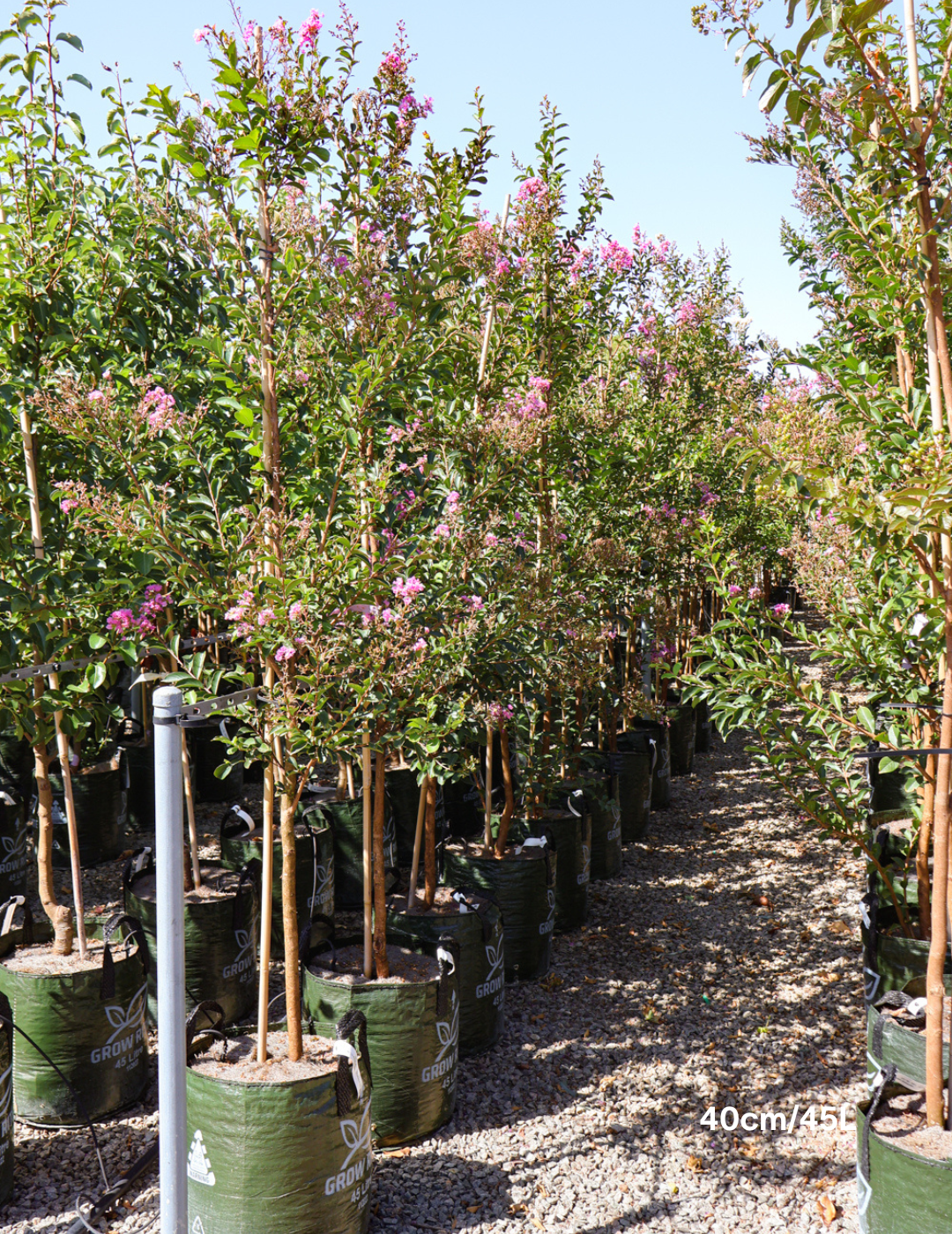 Lagerstroemia indica 'Lipan' (Soft Pink) - Evergreen Trees Direct
