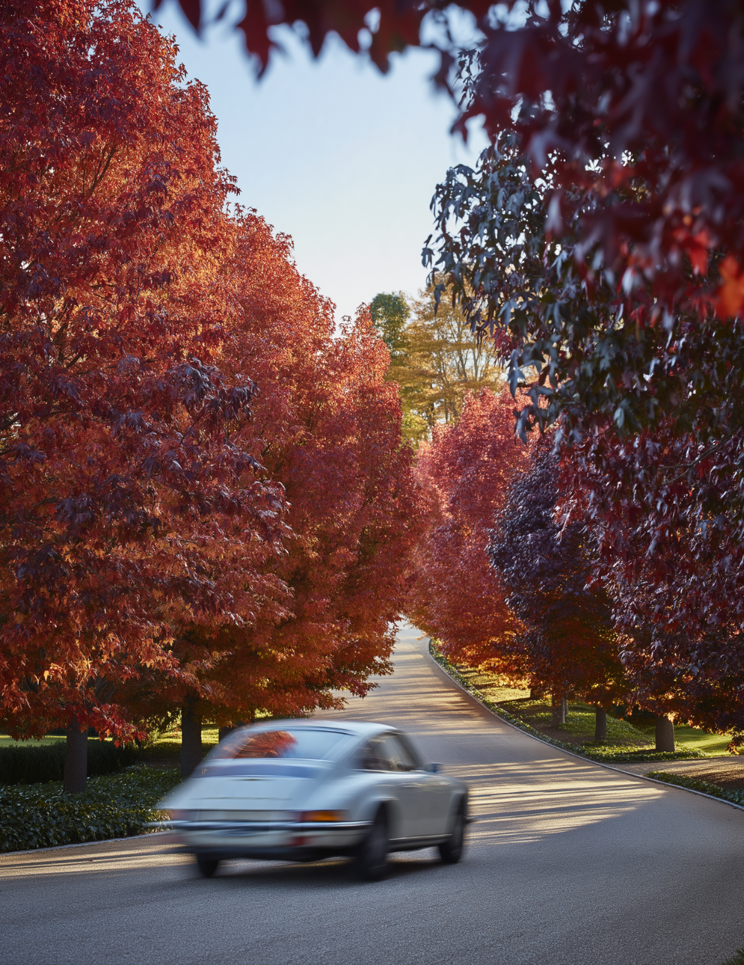 Liquidambar styraciflua Sweetgum