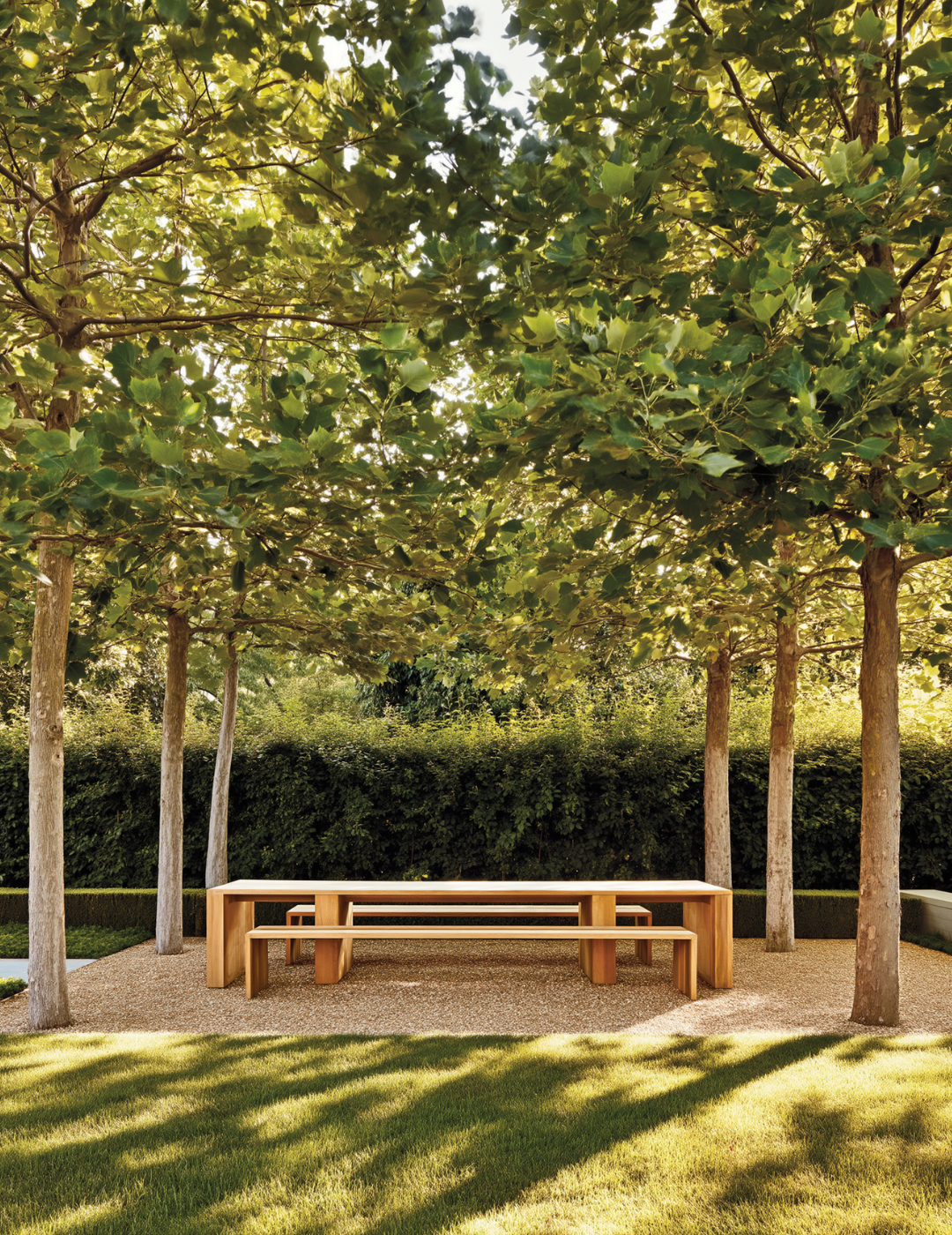 Liriodendron tulipifera - Tulip Tree