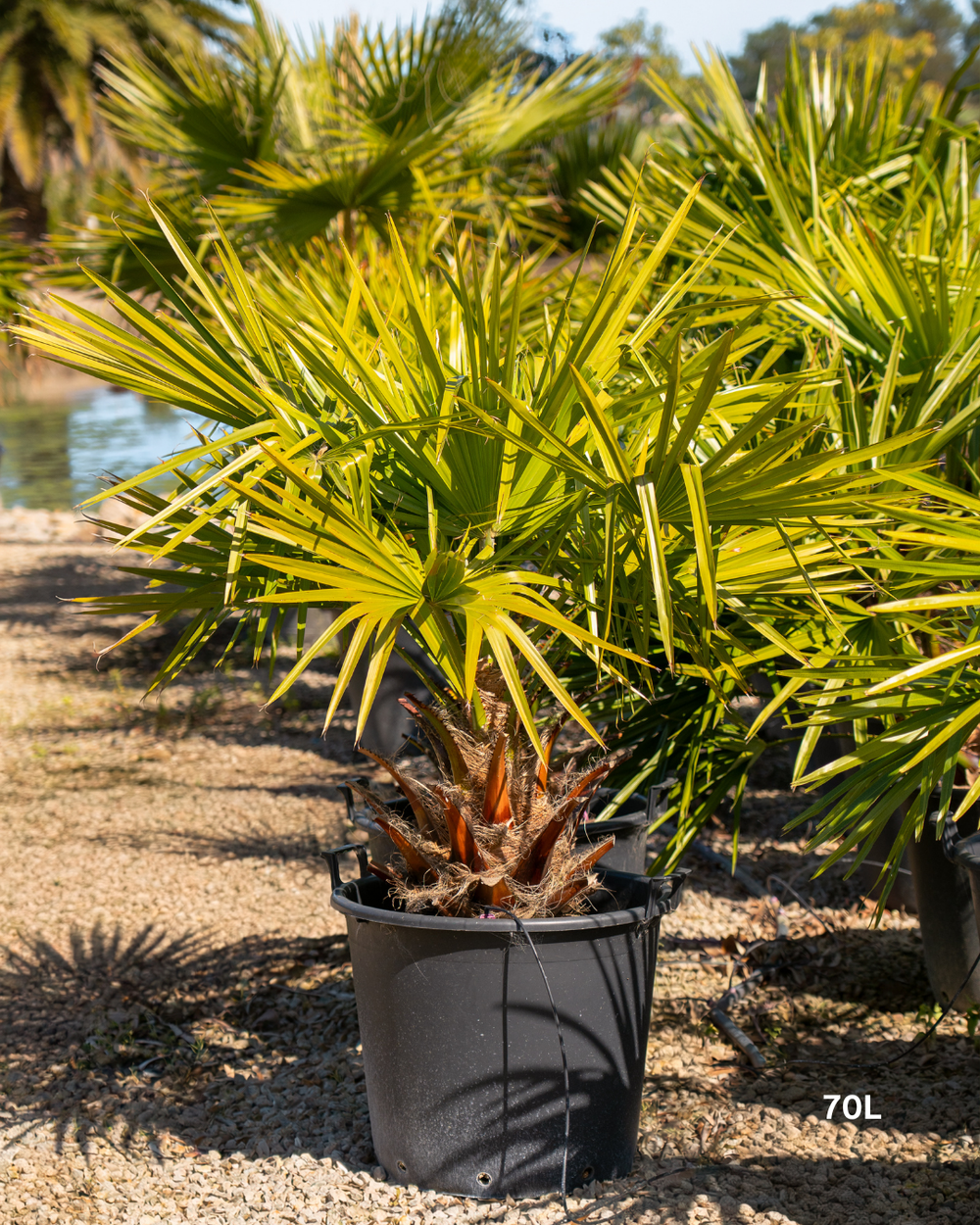 Livistona australis – Cabbage Tree Palm / Fan Palm