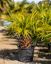 Livistona australis – Cabbage Tree Palm / Fan Palm