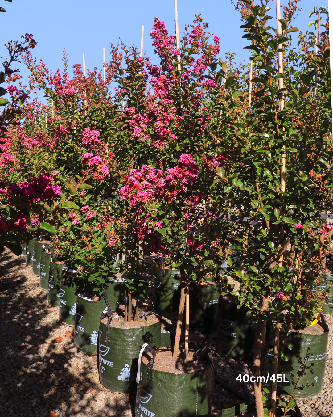 Lagerstroemia indica 'Zuni' - Pink Crepe Myrtle - Sale - Evergreen Trees Direct