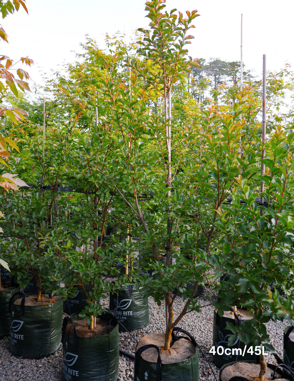 Lagerstroemia indica 'Biloxi' - Crepe Myrtle - Evergreen Trees Direct