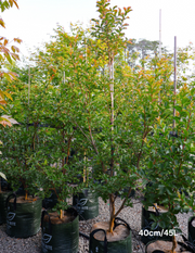 Lagerstroemia indica 'Biloxi' - Crepe Myrtle - Evergreen Trees Direct