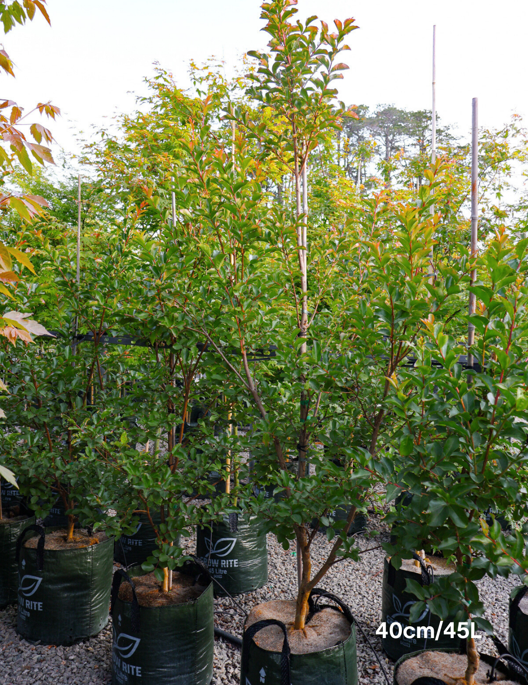 Lagerstroemia indica 'Biloxi' - Crepe Myrtle - Evergreen Trees Direct