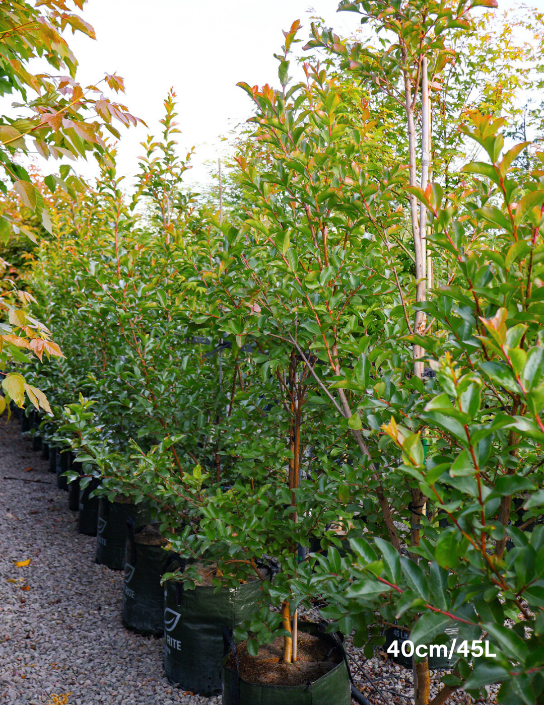 Lagerstroemia indica 'Biloxi' - Crepe Myrtle - Evergreen Trees Direct